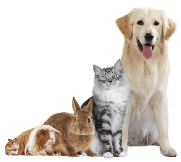 宠物猫的品种图片大全2_宠物图片头像