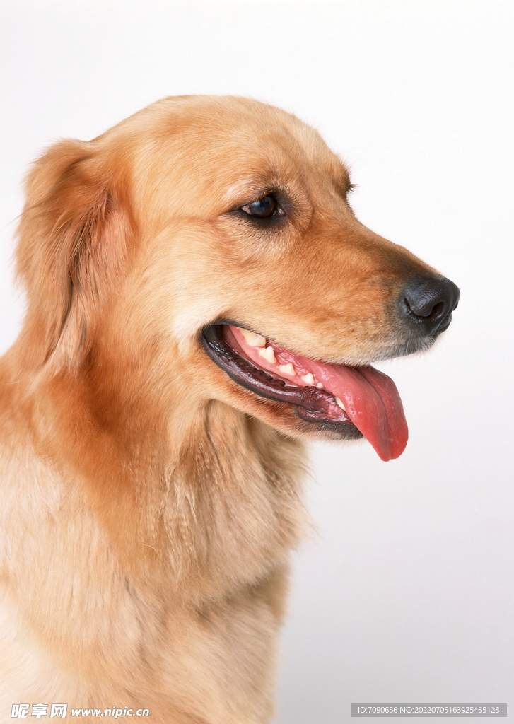 宠物蛇马尔济斯犬_宠物图片小精灵图鉴
