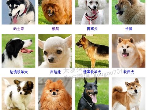 宠物小精灵图鉴狗_宠物图片图片