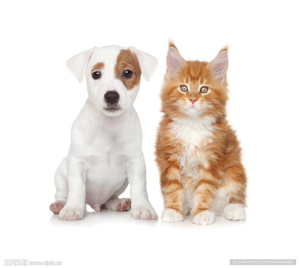 宠物图片Puppy_宠物图片狗的品种图片大全