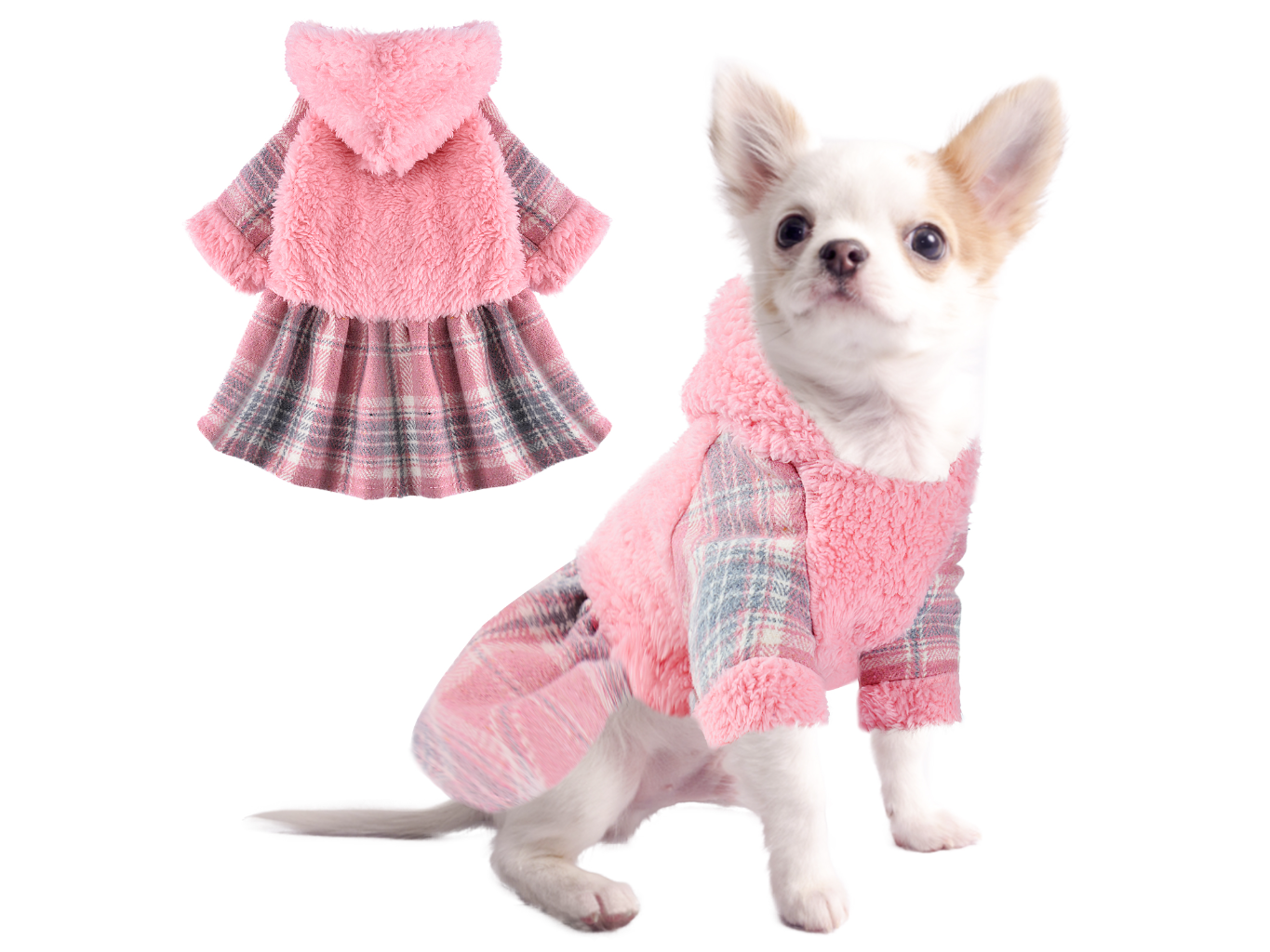 宠物狗Puppy_宠物图片小精灵