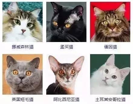 宠物狗的品种图片大全狮子猫_宠物图片小精灵图鉴