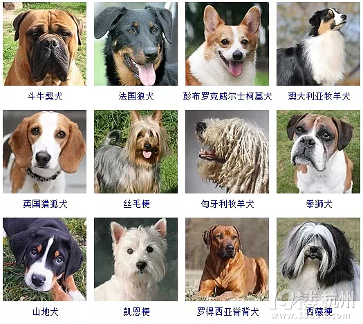 宠物狗狗图片品种大全马尔济斯_宠物图片狗