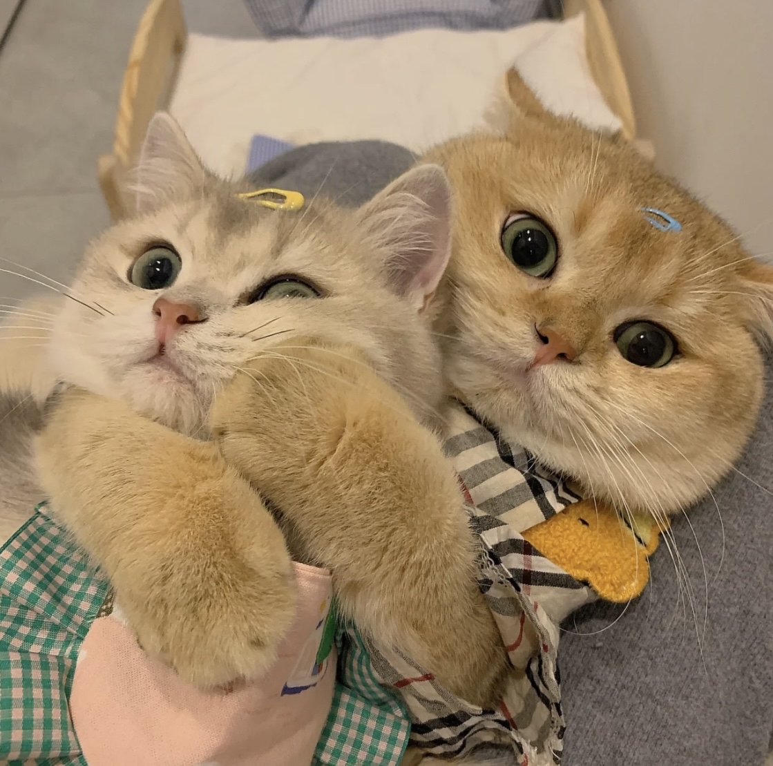 宠物猫萌宠_宠物图片头像