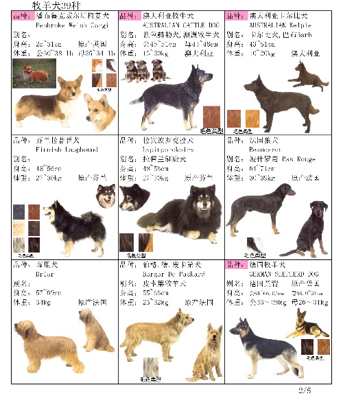 宠物小精灵Smalls_宠物图片图片