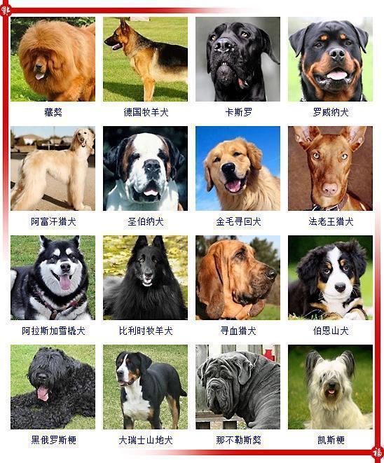 宠物图片Cocker_宠物图片头像