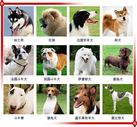 宠物蛇狮子猫_宠物图片猫