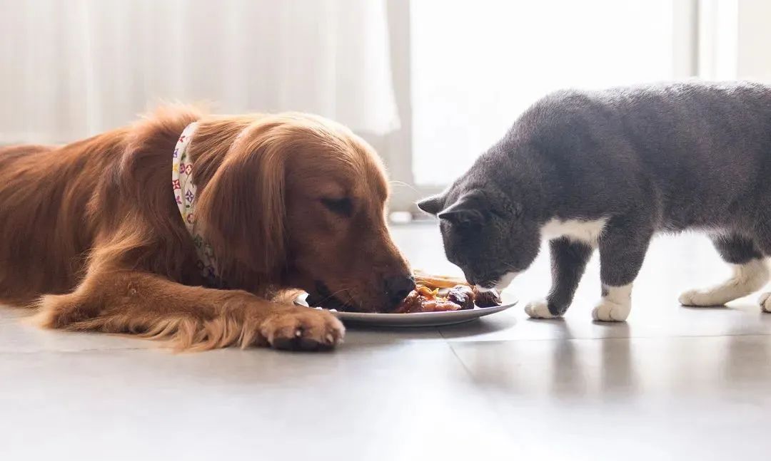 宠物猫夸张_宠物图片狗的品种图片大全