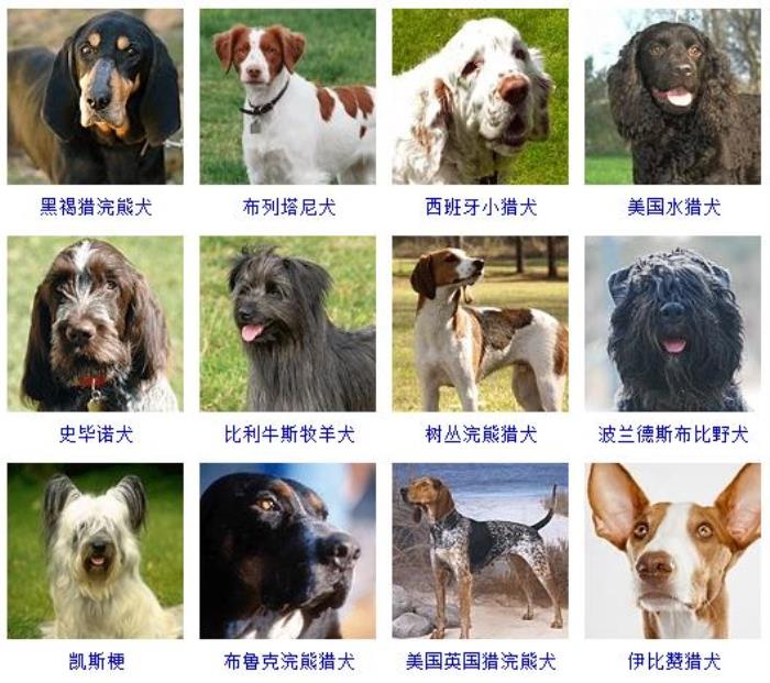 宠物头像兔子_宠物图片小精灵