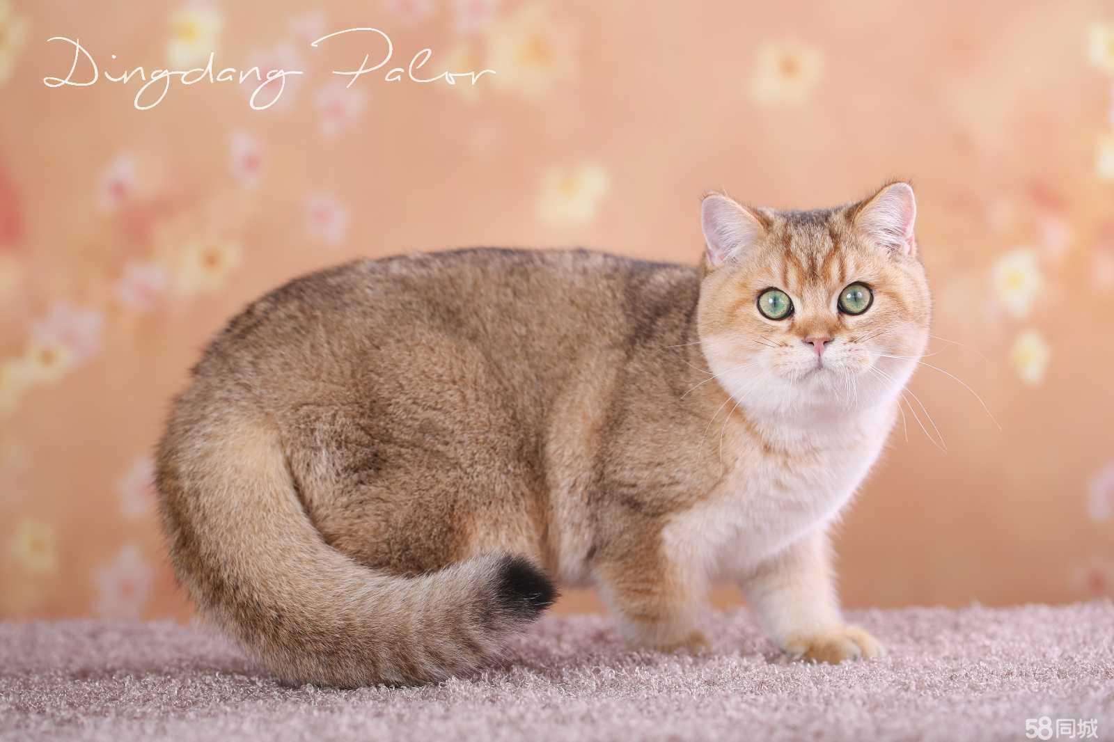 宠物狗的品种图片大全猫咪_宠物图片狗狗图片品种大全