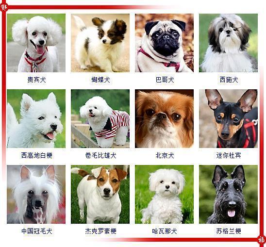 宠物狗狗图片品种大全电脑背景图_宠物图片图片